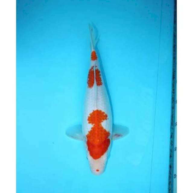 KOHAKU SANDAN 25 CM FEMALE