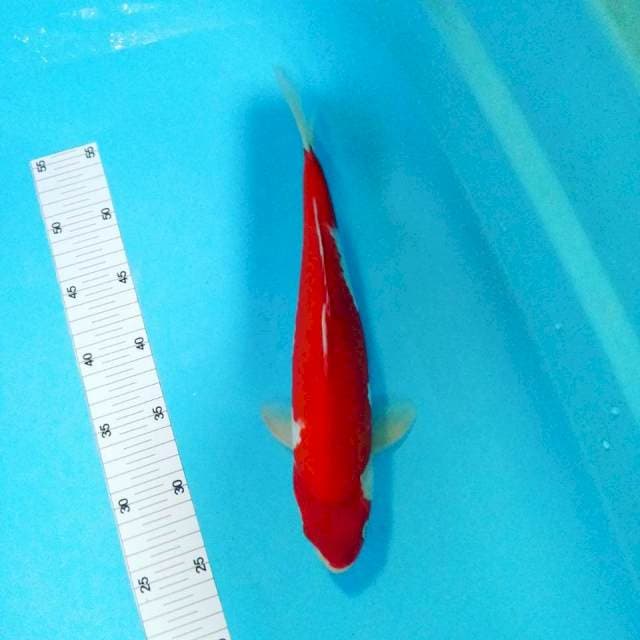 Kohaku merah merona 34 cm male