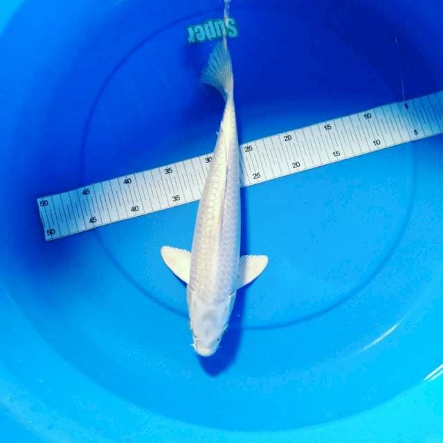 Platinum male 37 cm