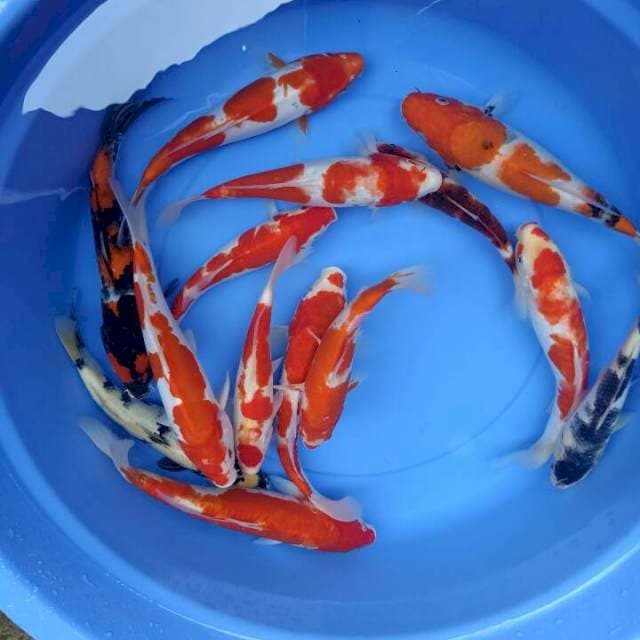 Mix 25-35cm 14 ekr