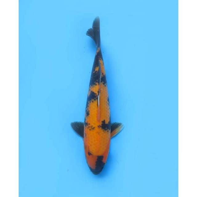 Tosai Hi Utsuri F1 - 30cm