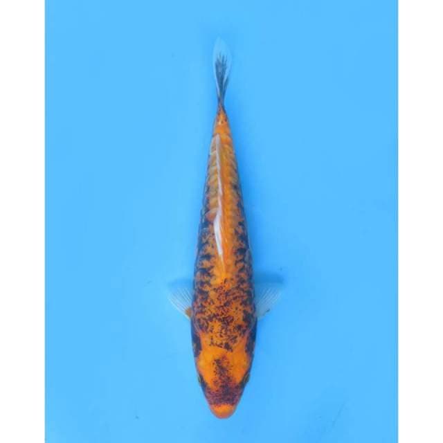 Kawarimono Super Unique - 25cm