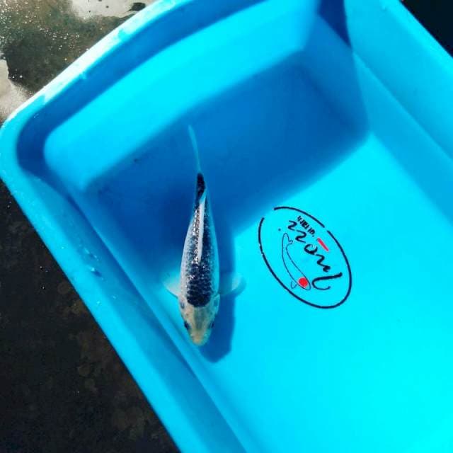 Asaghi 24 cm gindrin