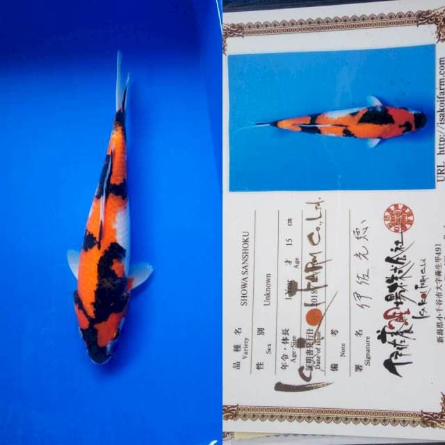 Showa import isa koi farm