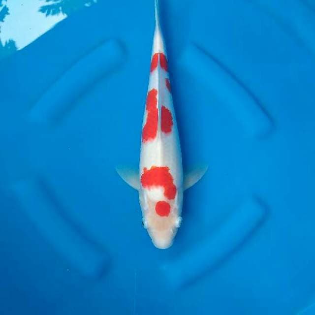 Aston Martin Kohaku