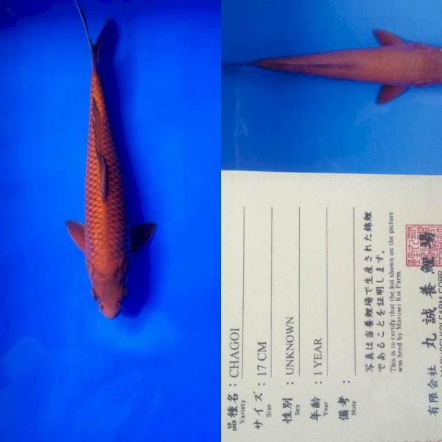 Chagoi import marusei