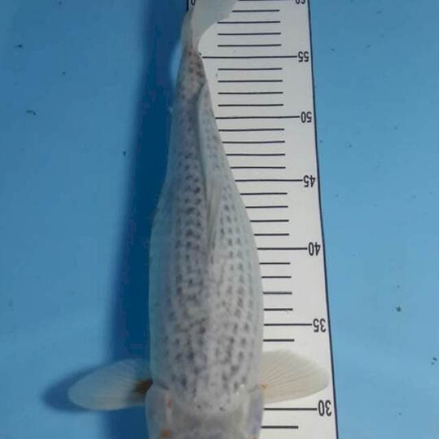 narumi asagi 38 cm