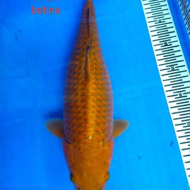 cagoi betina