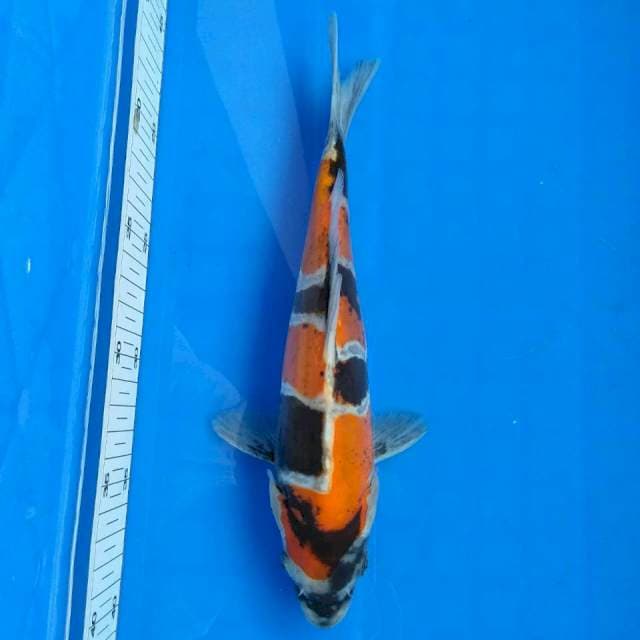 Showa doit 25cm female