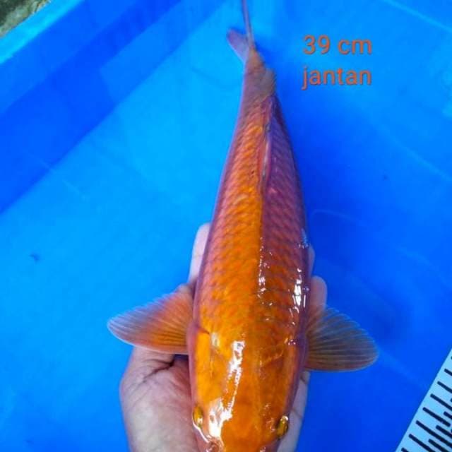 cagoi jantan