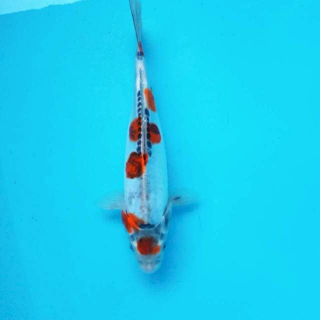 3. Tancho Kiko || 30 cm