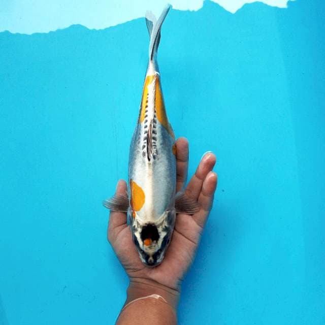 4. Kiko Medium || 31 cm