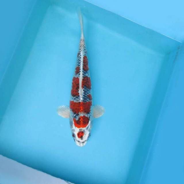 E. MARUTEN KUJAKU
