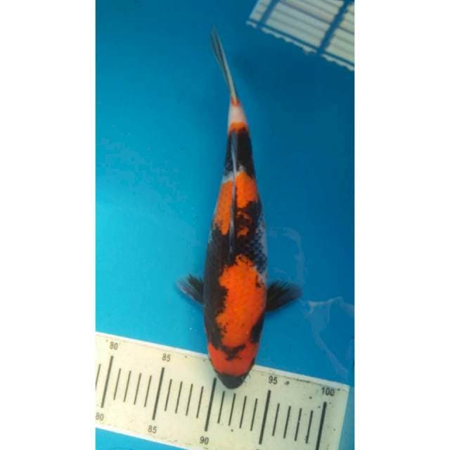 Showa 30cm