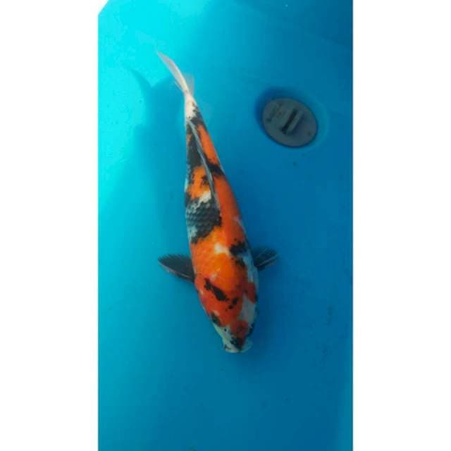 Showa 30cm