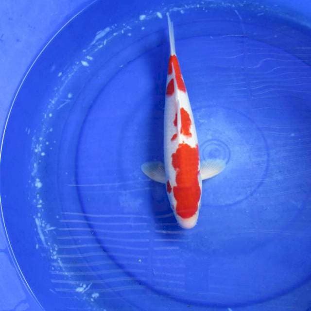 Male kohaku f1 +32cm merah