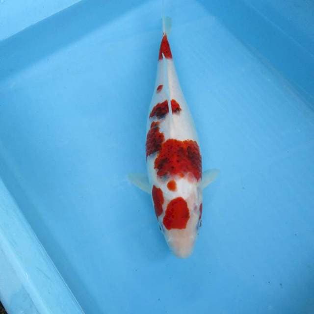 Maruten goromo ±30cm