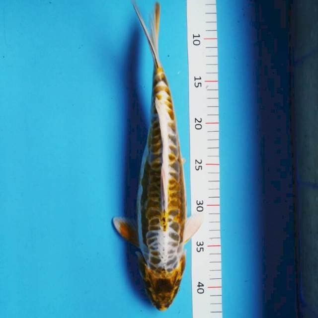 Antik 37cm