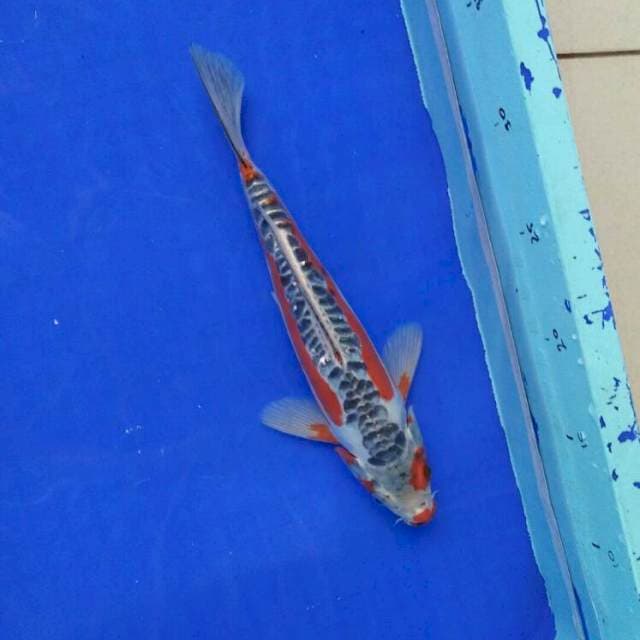 hana sushui male.27cm