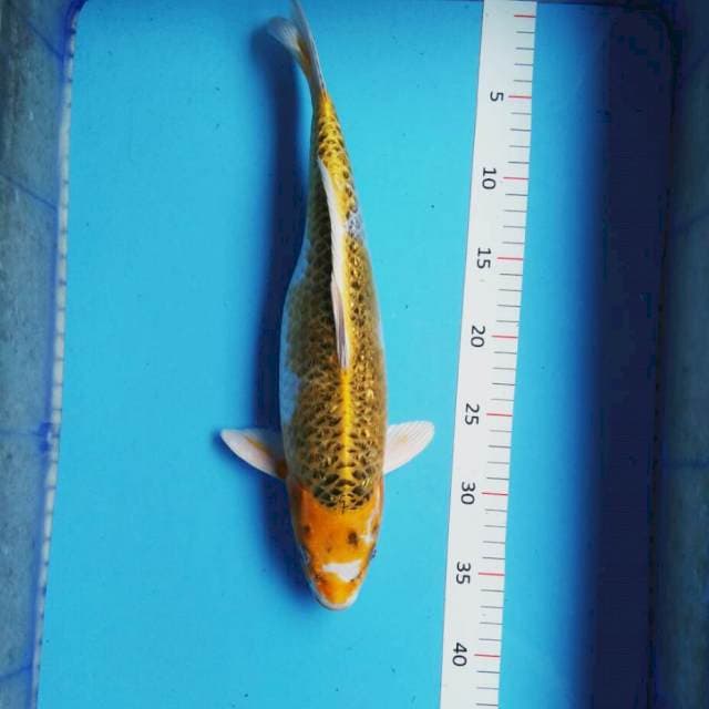 Kujaku 37cm