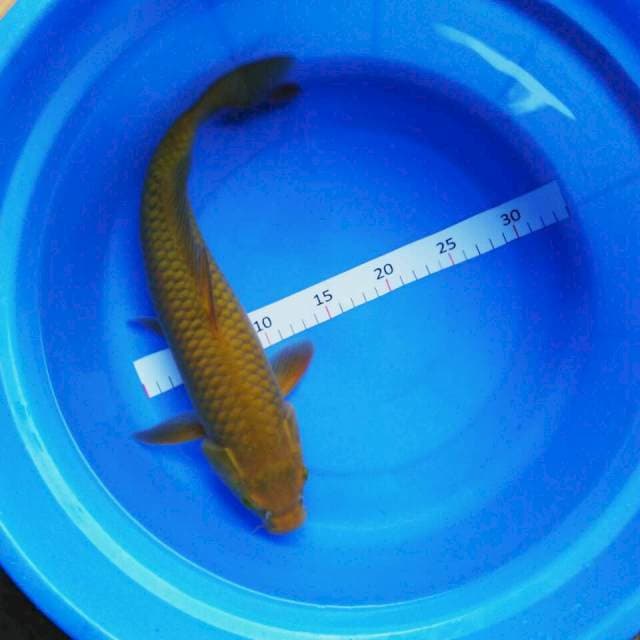 Midori 40cm