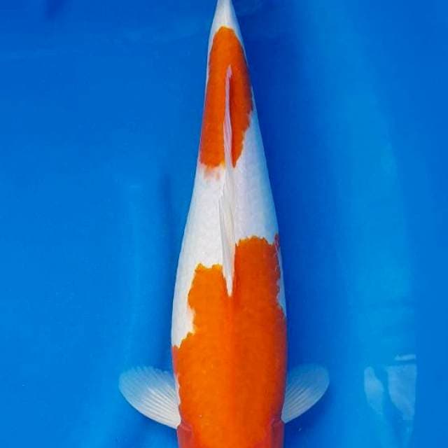NINDAN KOHAKU JOSS