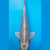 KIN MATSUBA 32CM