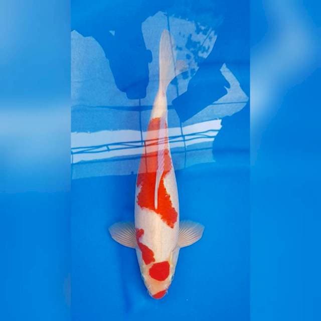 KOHAKU UCIBENI F1