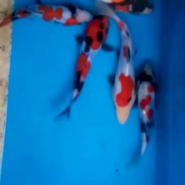 5 DOITSU murni