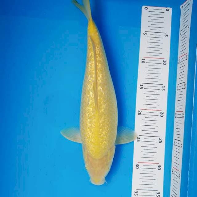 Karashi Ginrin 40BU