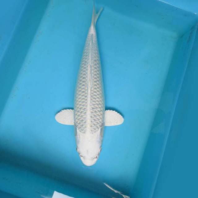 H. PLATINUM
