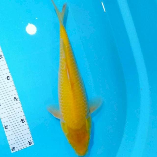 Karashi mata merah 36cm fm