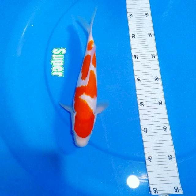 Inazuma 26 cm