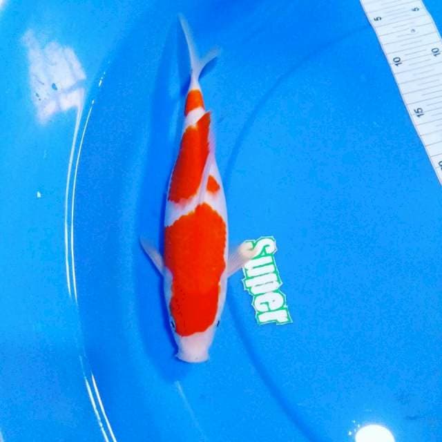 Kohaku 25cm 3 step