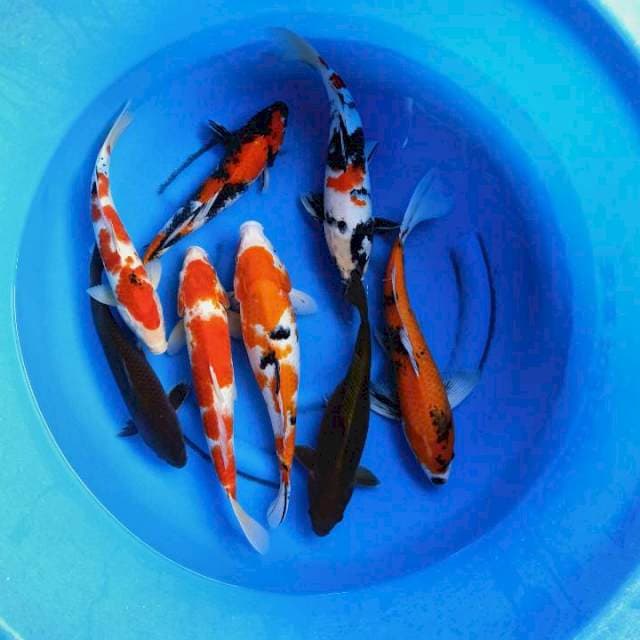 Mix kohaku Showa tembaga 34-42 cm