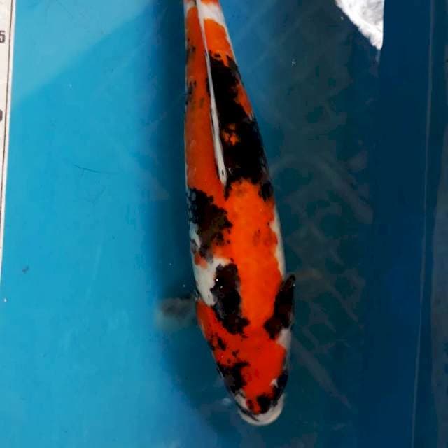 Sowa 36cm