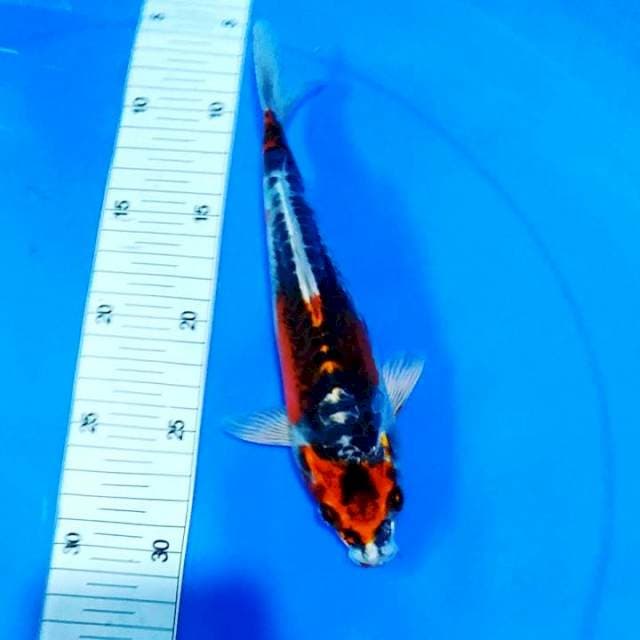 Kikko 24cm