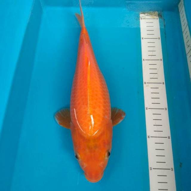 Ogon Punuk