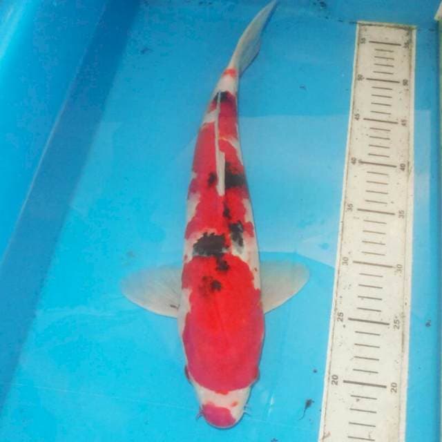 40cm SANKE