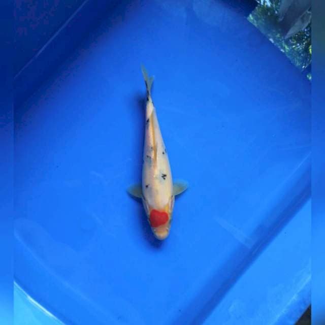 Original T-Sanke tategoi calon Bulky 18cm