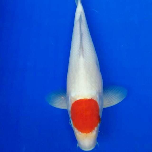 Tanco kohaku