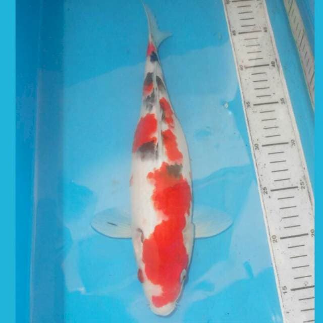 33cm SANKE