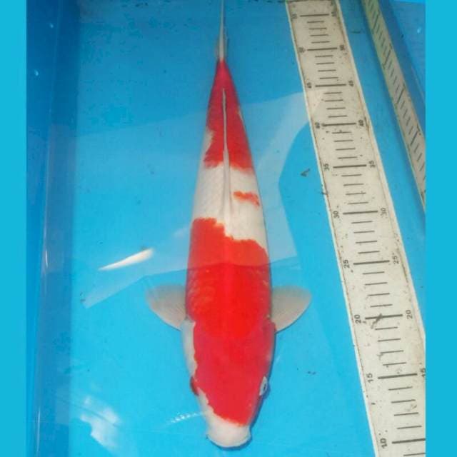 43cm KOHAKU