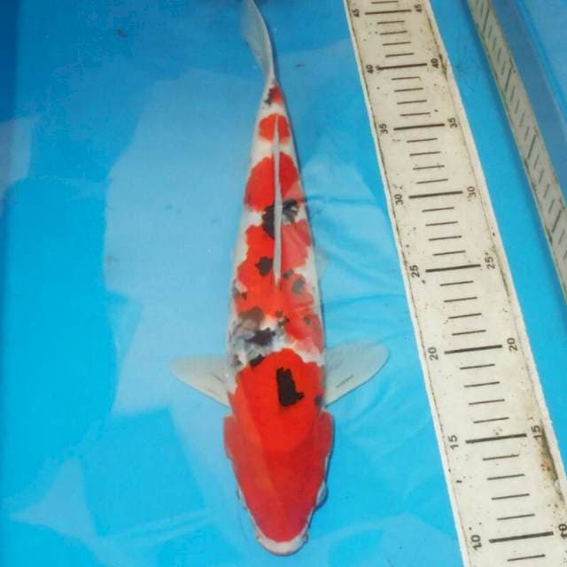 35cm SANKE