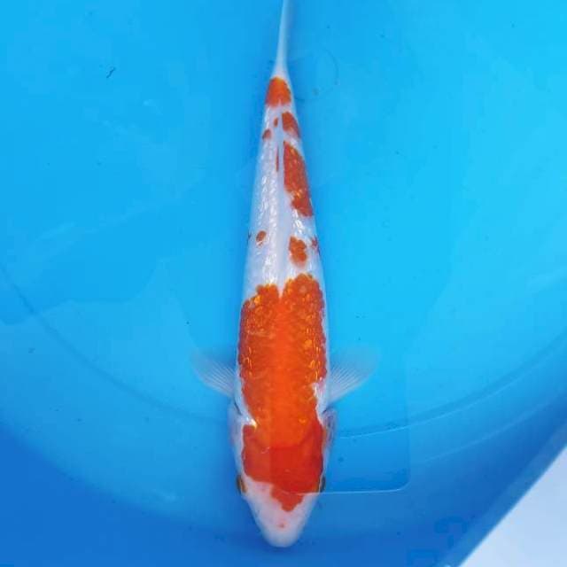 Kohaku Ginrin 20BU