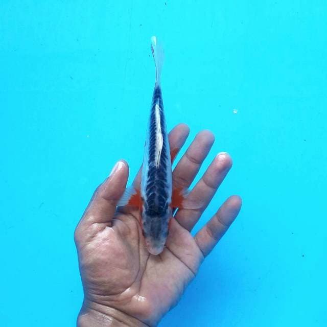 Shusui Motoaka ±20cm