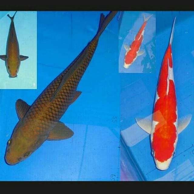 Chagoi good ring (30 cm) & Doitsu Inazuma Kohaku (26 cm)