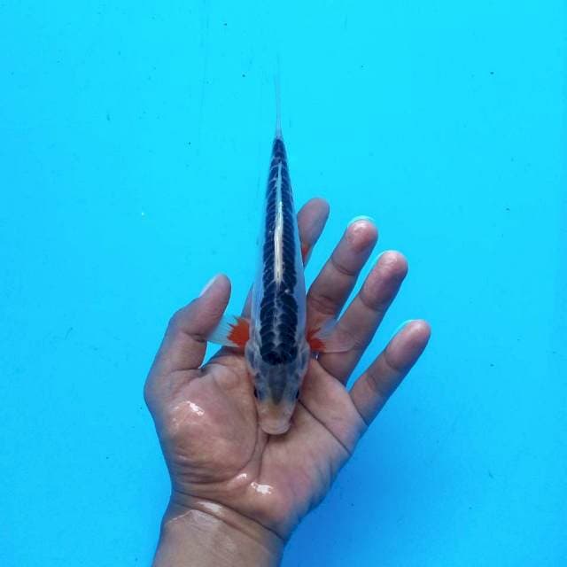 Shusui Motoaka ±20cm