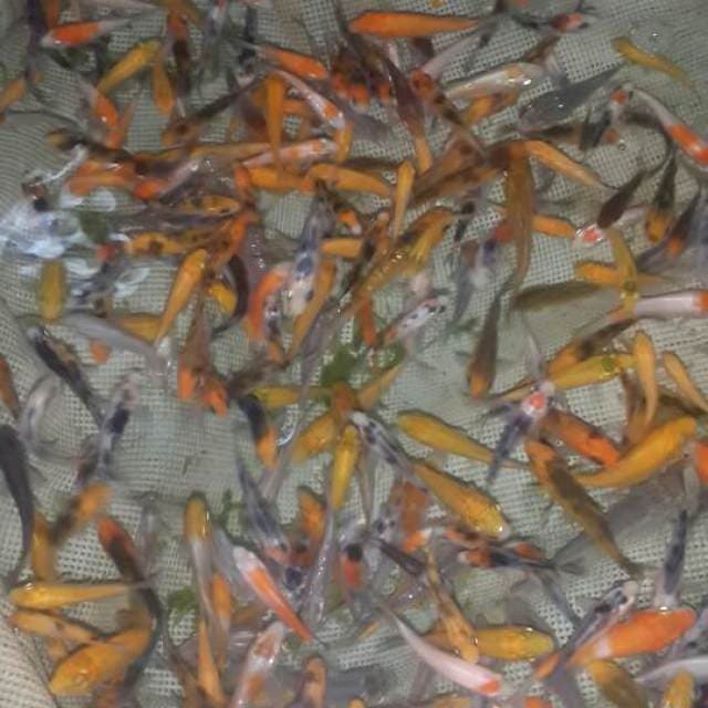 1000 ekor sanke mix polosan