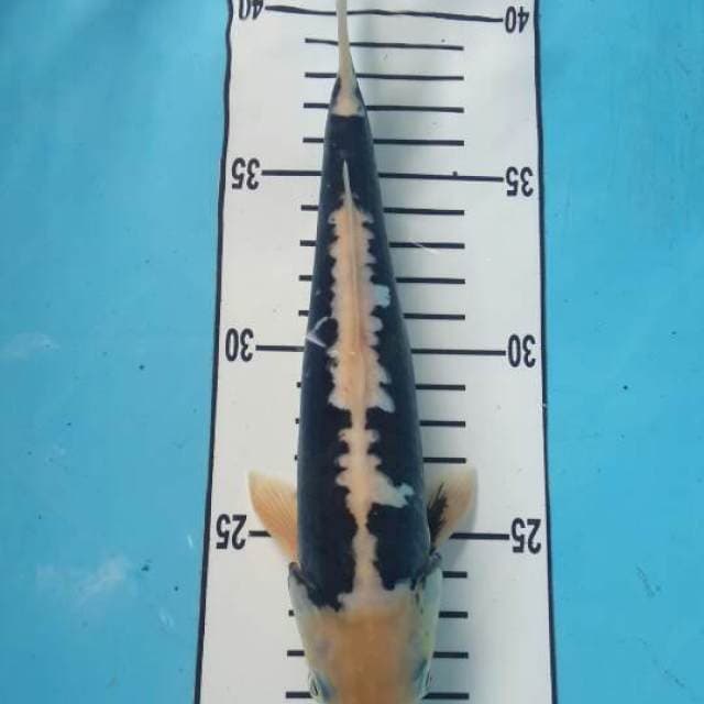 kumon murni 23 cm jantan